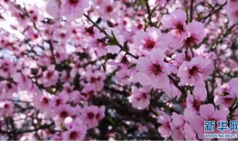 桃花视频,桃花视频带你领略浪漫时光